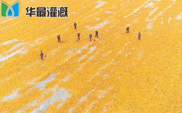 玉米抗旱