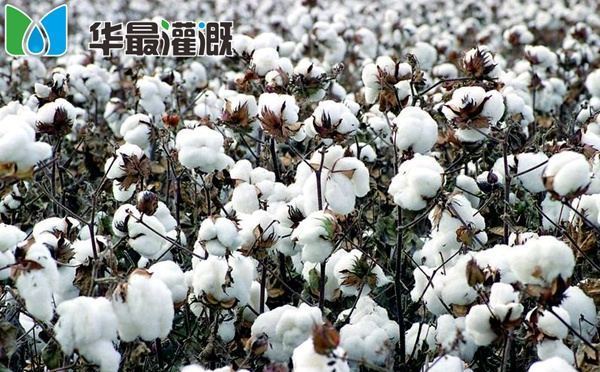 棉花早衰防治