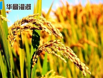 農(nóng)業(yè)農(nóng)村部：我國水稻育種將從高產(chǎn)走向高質(zhì)