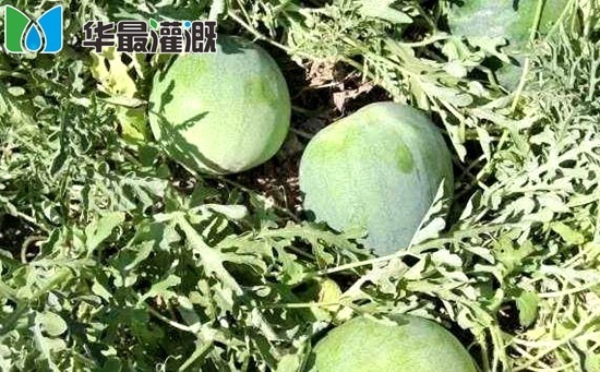滴灌打瓜管網(wǎng)安裝