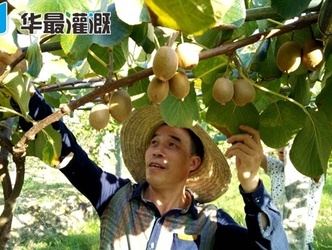 獼猴桃灌溉施肥的注意事項(xiàng)