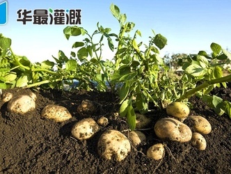 馬鈴薯滴灌系統(tǒng)的優(yōu)勢(shì)有哪些