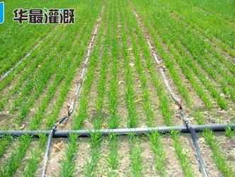 小麥使用滴灌系統(tǒng)的需水規(guī)律及灌溉方案