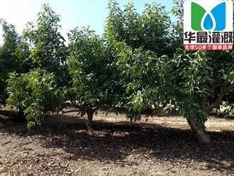 果樹(shù)滴灌設(shè)備使用時(shí)的注意事項(xiàng)