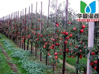 果園果樹(shù)滴灌的優(yōu)勢(shì)是什么