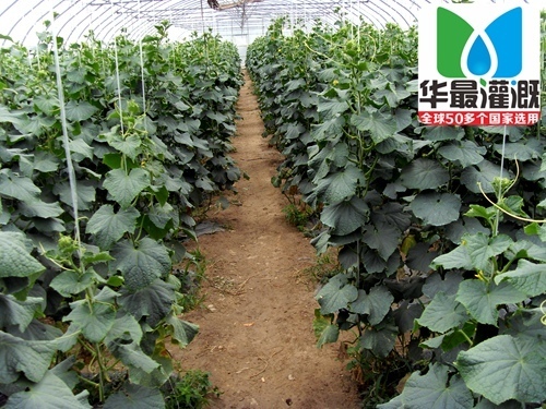 黃瓜使用滴灌帶