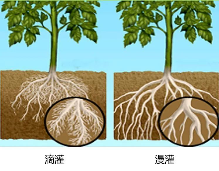 滴灌和漫灌