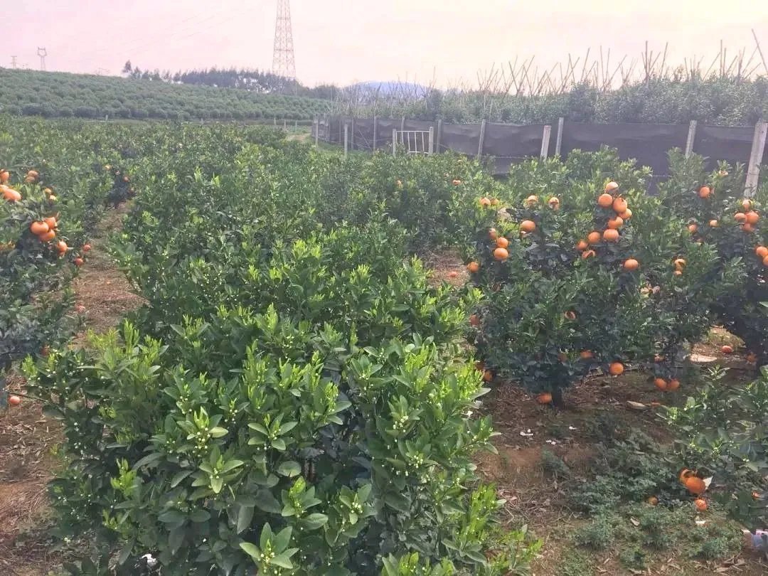 反對開春果園旋耕